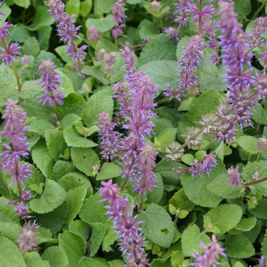 Plantes Vivaces SALVIA verticillata 'Endless Love' - Sauge en vente - Pépinière Lepage .