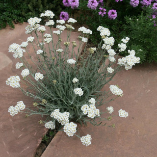 Plantes Vivaces ACHILLEA kellereri en vente - Pépinière Lepage .
