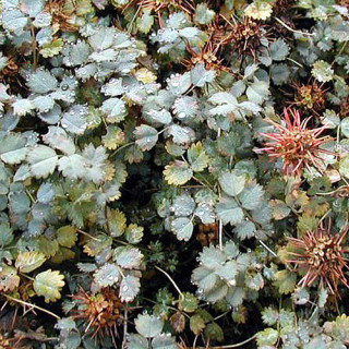 Plantes Vivaces ACAENA buchananii - Lampourde en vente - Pépinière Lepage .