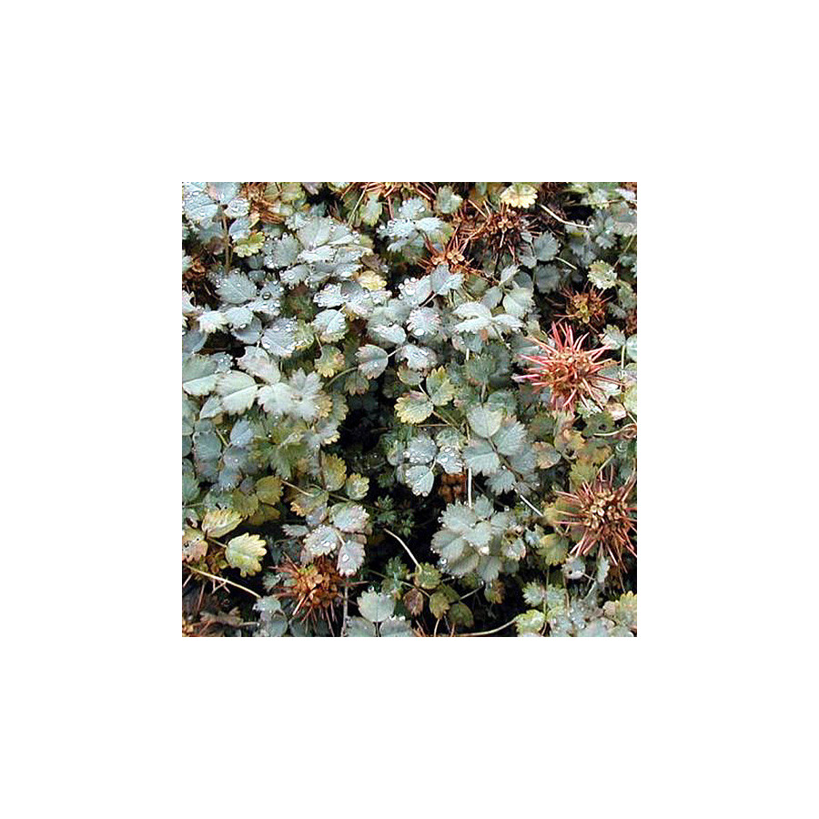 Plantes Vivaces ACAENA buchananii - Lampourde en vente - Pépinière Lepage .