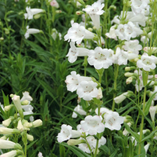 Plantes Vivaces PENSTEMON 'White Bedder' - Galane en vente - Pépinière Lepage .