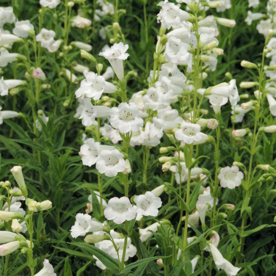Plantes Vivaces PENSTEMON 'White Bedder' - Galane en vente - Pépinière Lepage .
