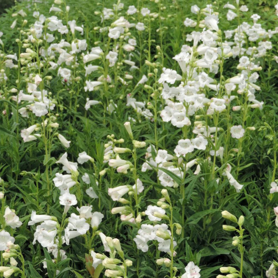 Plantes Vivaces PENSTEMON 'White Bedder' - Galane en vente - Pépinière Lepage .