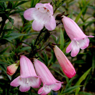 Plantes Vivaces PENSTEMON 'Apple Blossom' - Galane en vente - Pépinière Lepage .