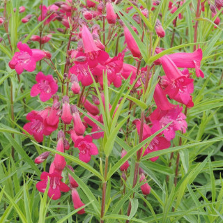 Plantes Vivaces PENSTEMON 'Andenken an Friedrich Hahn' - Galane en vente - Pépinière Lepage .