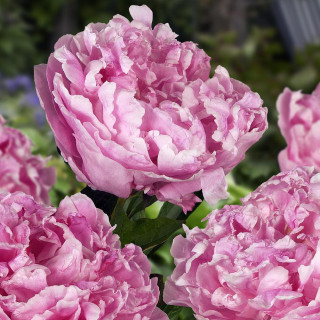 PAEONIA 'Alexander Fleming' 