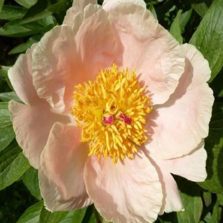 PAEONIA 'Apricot Whisper'