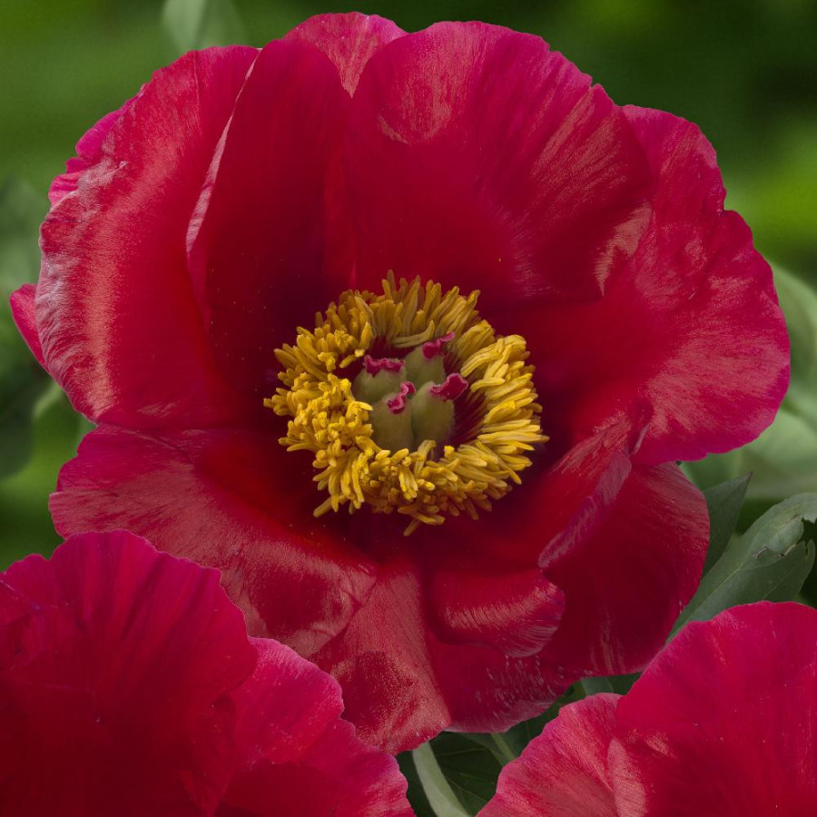 PAEONIA 'Blaze'