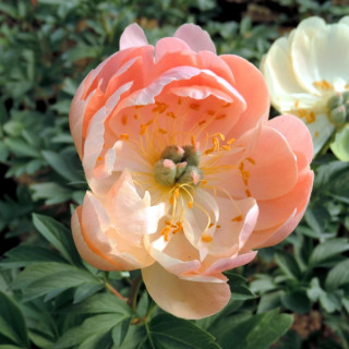PAEONIA 'Coral Sunset'