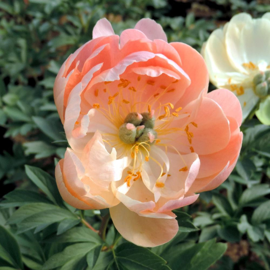 Plantes Vivaces PAEONIA 'Coral Sunset'  - Pivoine en vente - Pépinière Lepage .