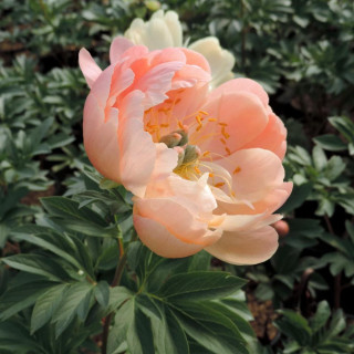 Plantes Vivaces PAEONIA 'Coral Sunset'  - Pivoine en vente - Pépinière Lepage .