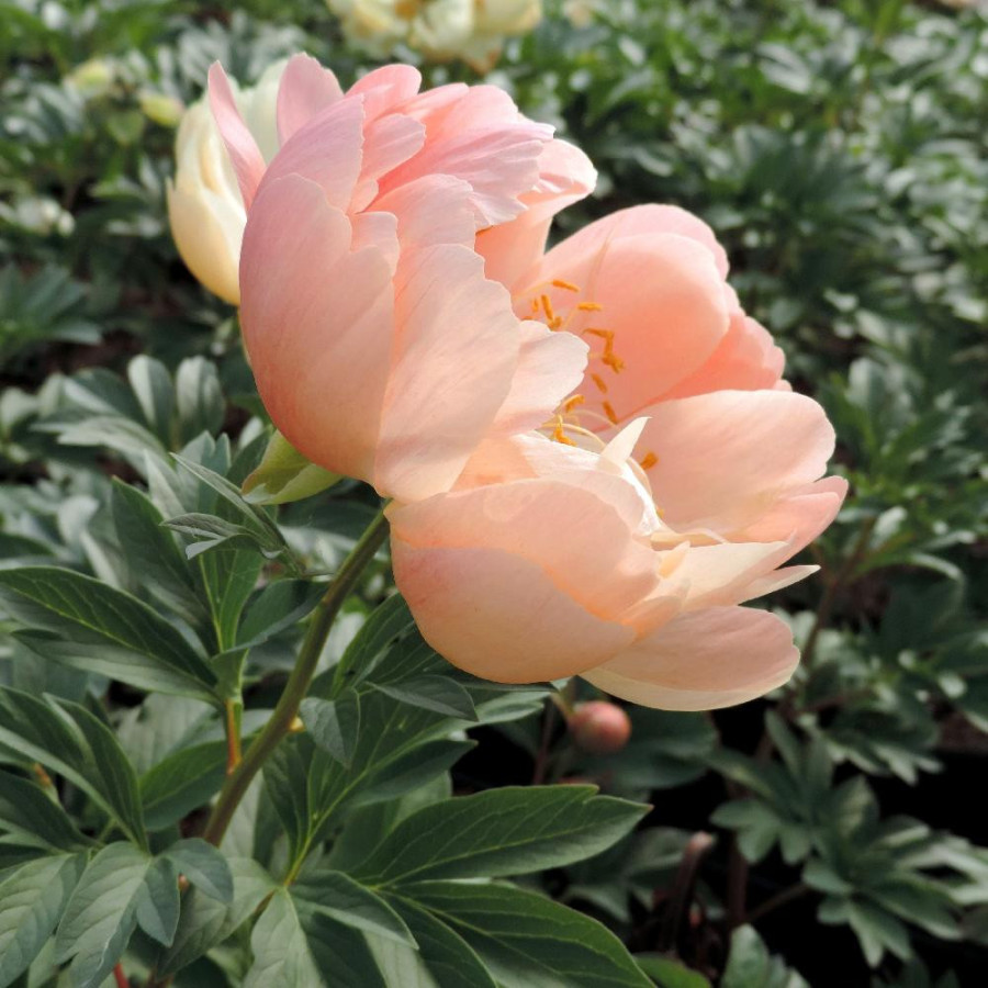 Plantes Vivaces PAEONIA 'Coral Sunset'  - Pivoine en vente - Pépinière Lepage .