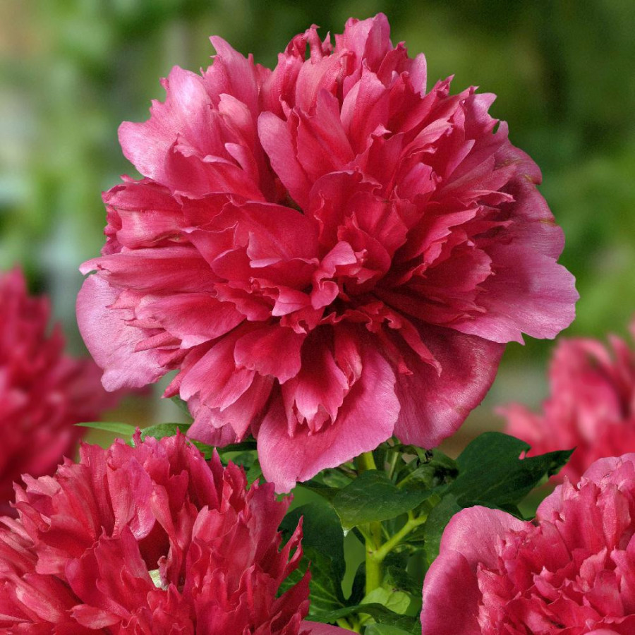 Plantes Vivaces PAEONIA 'Many Happy Returns' - Pivoine en vente - Pépinière Lepage .