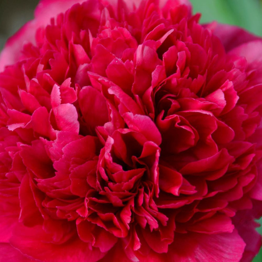 Plantes Vivaces PAEONIA 'Many Happy Returns' - Pivoine en vente - Pépinière Lepage .