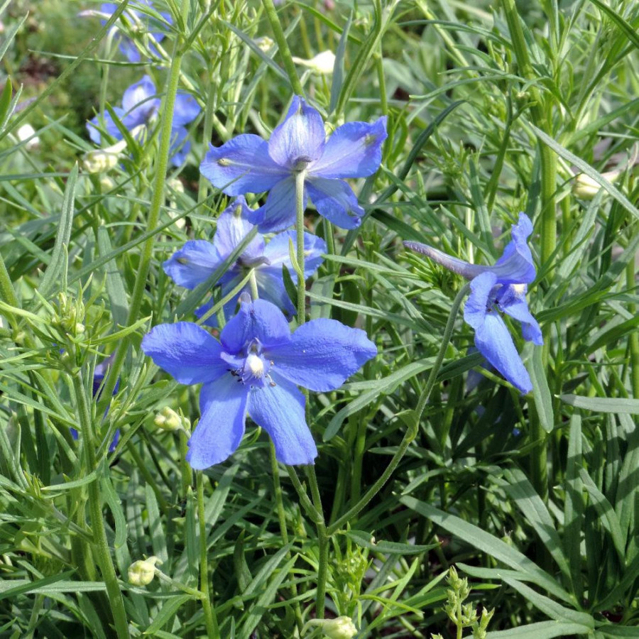 Plantes Vivaces DELPHINIUM grandiflorum (sinense) - Pied d'alouette vivace en vente - Pépinière Lepage .