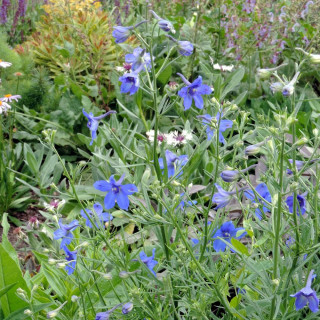 Plantes Vivaces DELPHINIUM grandiflorum (sinense) - Pied d'alouette vivace en vente - Pépinière Lepage .