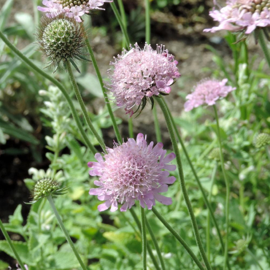 Plantes Vivaces SCABIOSA columbaria - Scabieuse en vente - Pépinière Lepage .