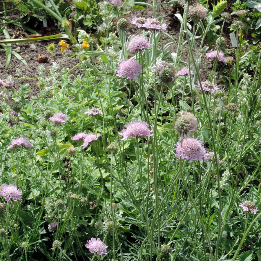 Plantes Vivaces SCABIOSA columbaria - Scabieuse en vente - Pépinière Lepage .
