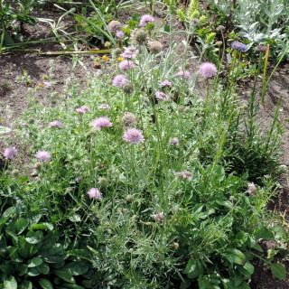 Plantes Vivaces SCABIOSA columbaria - Scabieuse en vente - Pépinière Lepage .