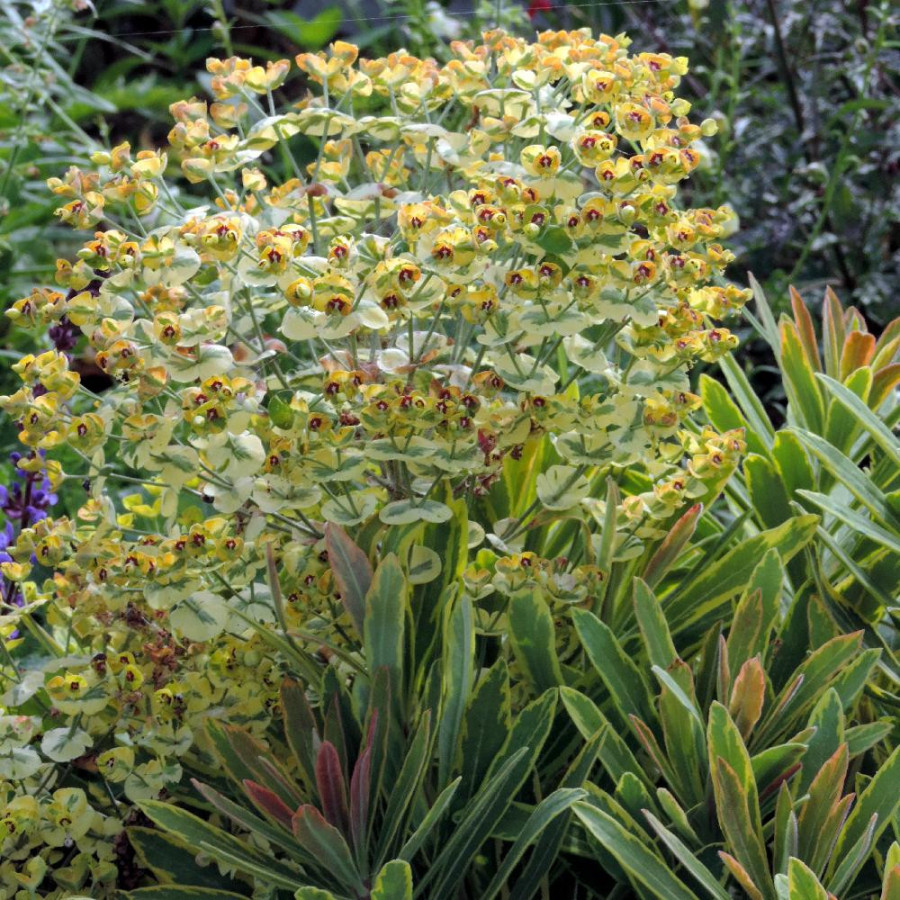 Plantes Vivaces EUPHORBIA martini 'Ascot Rainbow' ® - Euphorbe de Martin en vente - Pépinière Lepage .