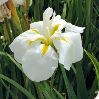 Plantes Vivaces IRIS ensata 'White Ladies' - Iris du Japon en vente - Iris kaempferi en vente - Pépinière Lepage .