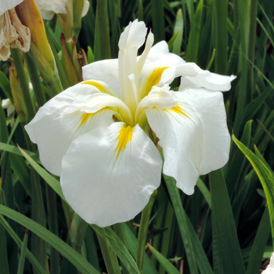 Plantes Vivaces IRIS ensata 'White Ladies' - Iris du Japon en vente - Iris kaempferi en vente - Pépinière Lepage .