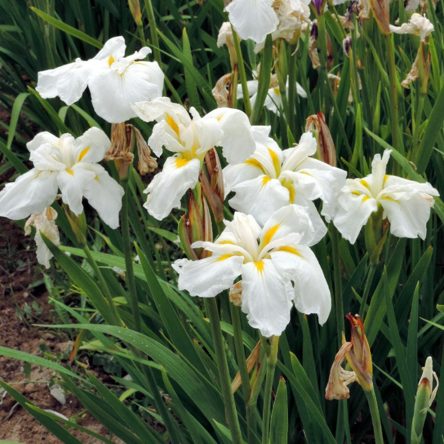 Plantes Vivaces IRIS ensata 'White Ladies' - Iris du Japon en vente - Iris kaempferi en vente - Pépinière Lepage .