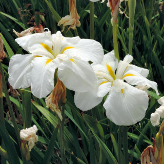 Plantes Vivaces IRIS ensata 'White Ladies' - Iris du Japon en vente - Iris kaempferi en vente - Pépinière Lepage .