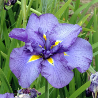 Plantes Vivaces IRIS ensata 'Crystal Halo' - Iris du Japon en vente - Iris kaempferi en vente - Pépinière Lepage .