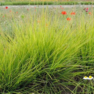 SESLERIA autumnalis