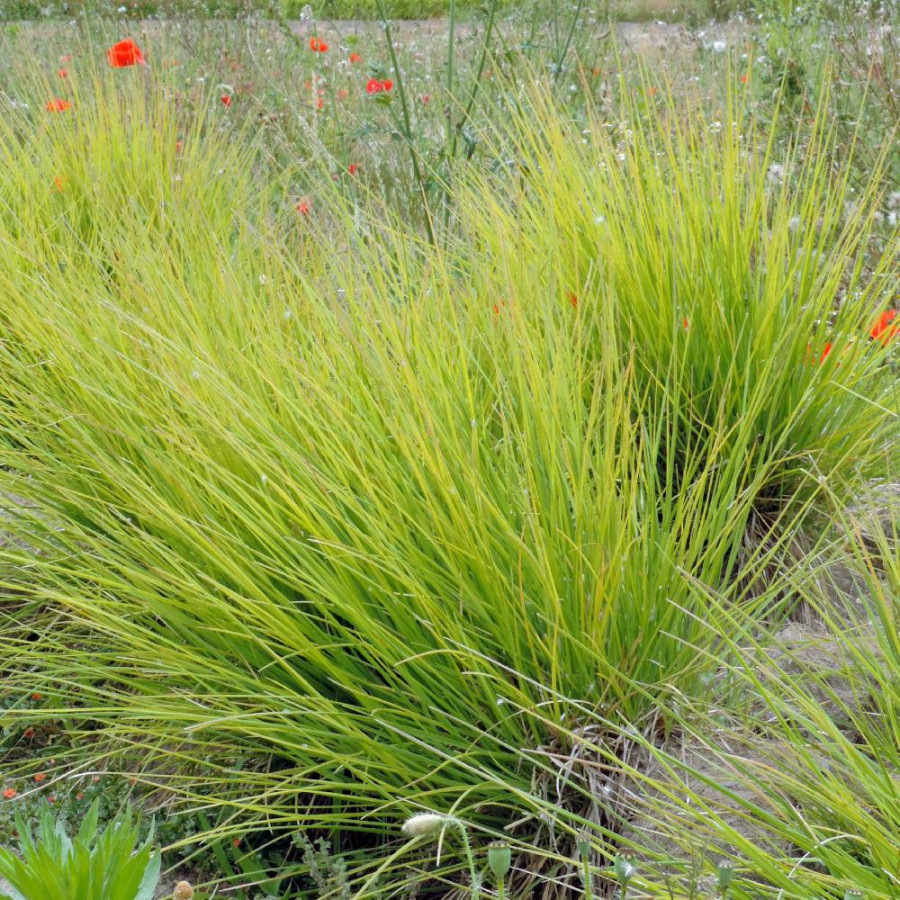 Plantes Vivaces SESLERIA autumnalis - Seslérie en vente - Pépinière Lepage .