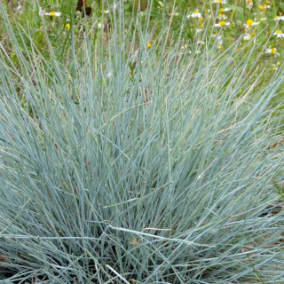FESTUCA glauca 'Azurit'