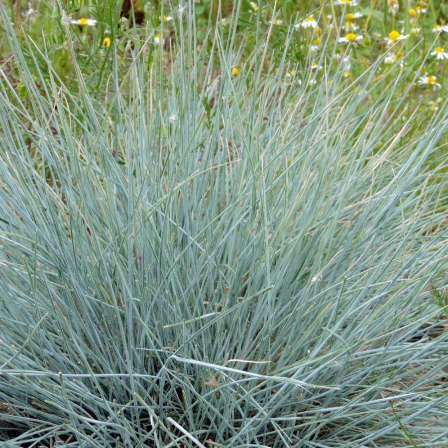 Plantes Vivaces FESTUCA glauca 'Azurit' - Fétuque bleue en vente - Fétuque en vente - Pépinière Lepage .