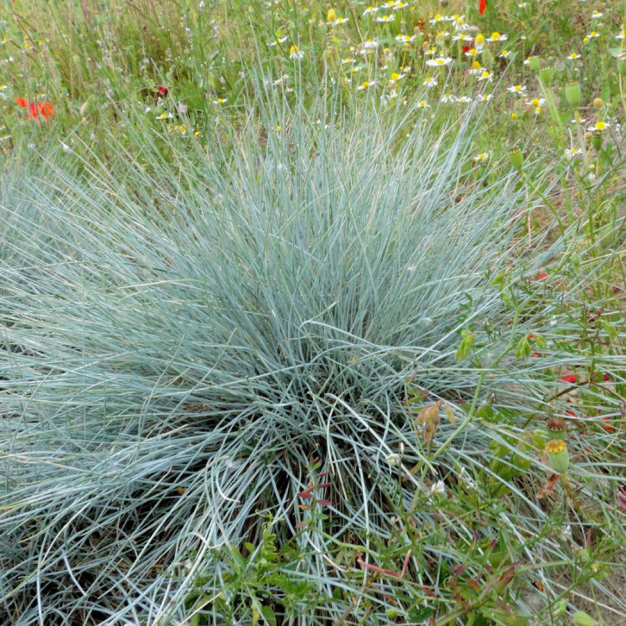 Plantes Vivaces FESTUCA glauca 'Azurit' - Fétuque bleue en vente - Fétuque en vente - Pépinière Lepage .