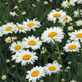 Plantes Vivaces LEUCANTHEMUM superbum 'Becky' - Marguerite d'été en vente - Pépinière Lepage .