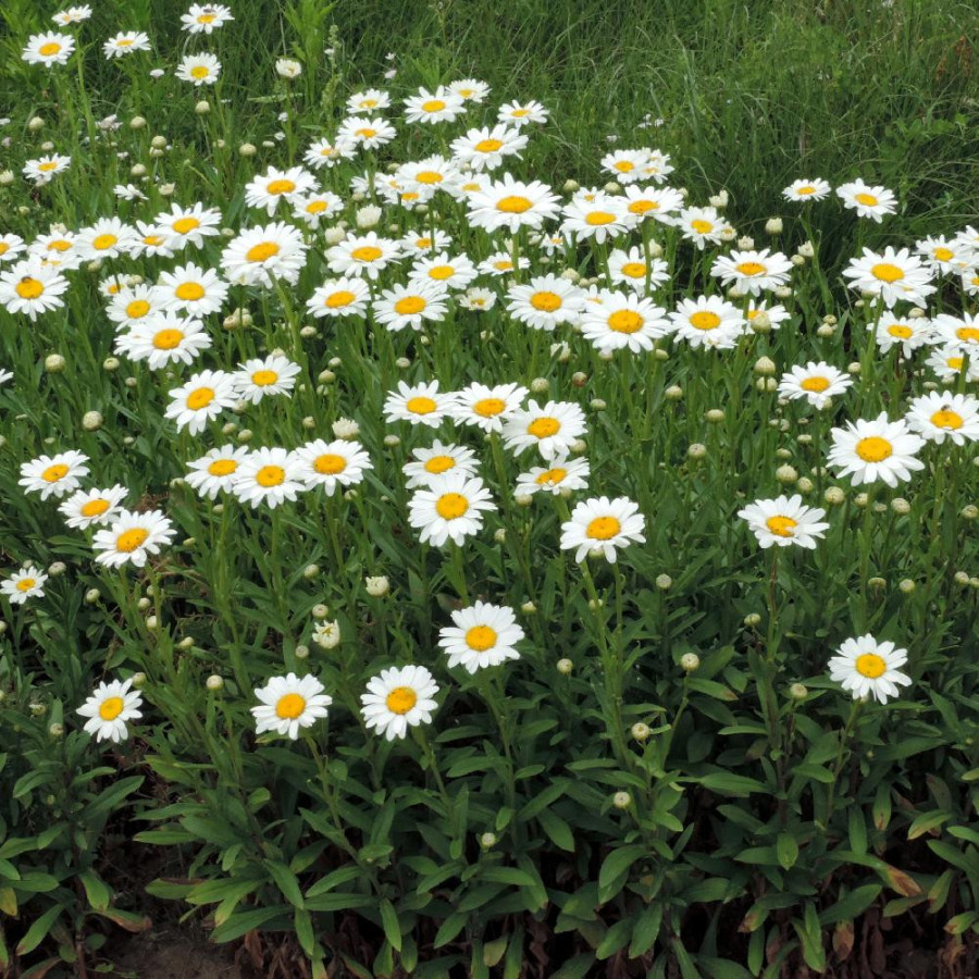Plantes Vivaces LEUCANTHEMUM superbum 'Becky' - Marguerite d'été en vente - Pépinière Lepage .