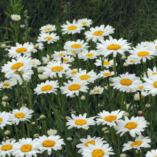 Plantes Vivaces LEUCANTHEMUM superbum 'Becky' - Marguerite d'été en vente - Pépinière Lepage .