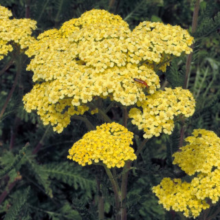 Plantes Vivaces ACHILLEA 'Credo' - Achillée en vente - Pépinière Lepage .