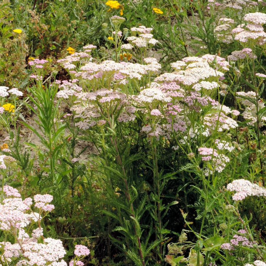 Plantes Vivaces ACHILLEA millefolium 'Lilac Beauty' - Achillée millefeuille en vente - Pépinière Lepage .