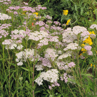 Plantes Vivaces ACHILLEA millefolium 'Lilac Beauty' - Achillée millefeuille en vente - Pépinière Lepage .
