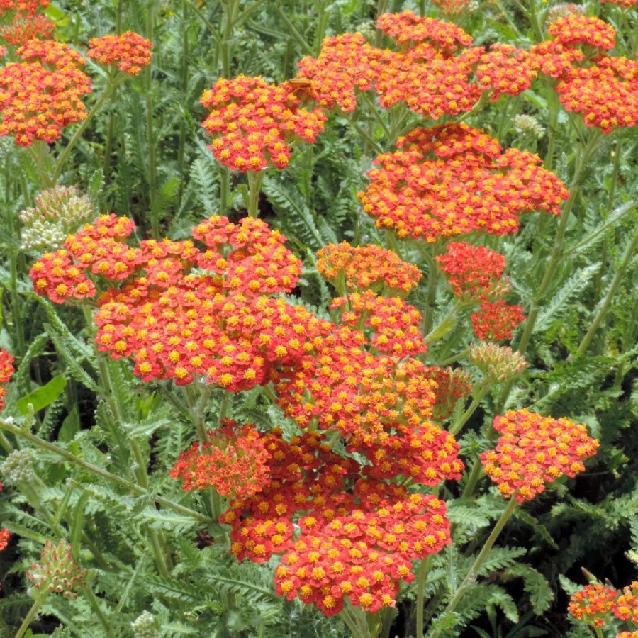 Plantes Vivaces ACHILLEA 'Walther Funcke' - Achillée en vente - Pépinière Lepage .