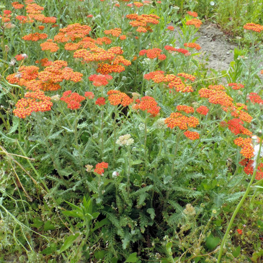 Plantes Vivaces ACHILLEA 'Walther Funcke' - Achillée en vente - Pépinière Lepage .