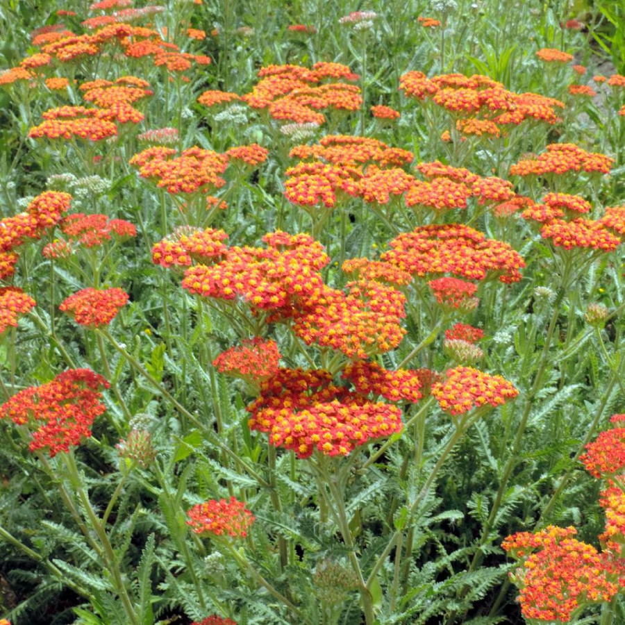 Plantes Vivaces ACHILLEA 'Walther Funcke' - Achillée en vente - Pépinière Lepage .