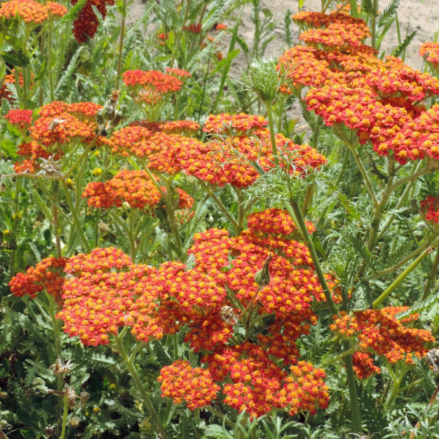 Plantes Vivaces ACHILLEA 'Safran' - Achillée en vente - Pépinière Lepage .