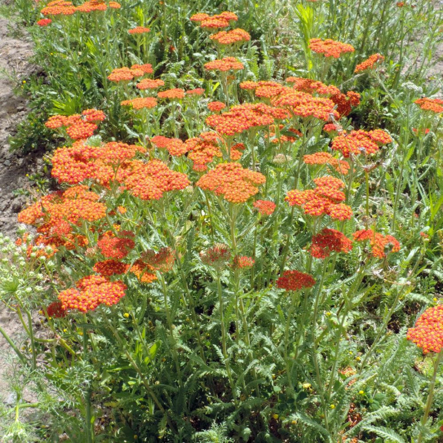 Plantes Vivaces ACHILLEA 'Safran' - Achillée en vente - Pépinière Lepage .