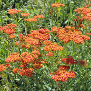 Plantes Vivaces ACHILLEA 'Safran' - Achillée en vente - Pépinière Lepage .