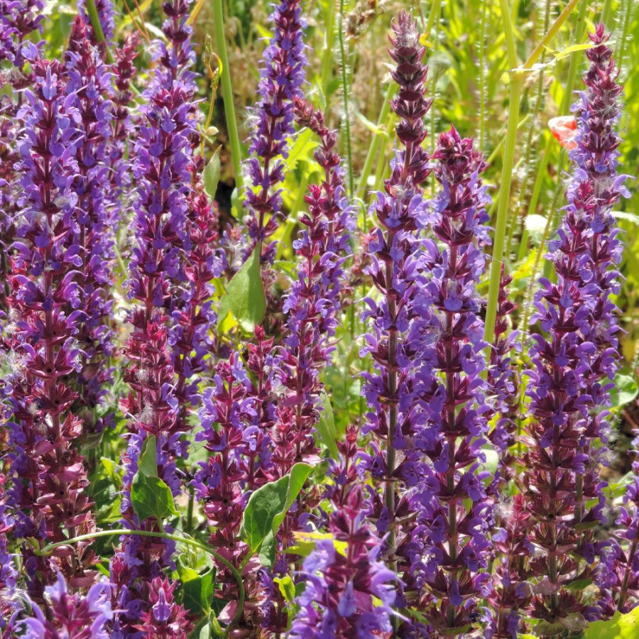 Plantes Vivaces SALVIA nemorosa 'Ostfriesland' - Sauge en vente - Pépinière Lepage .