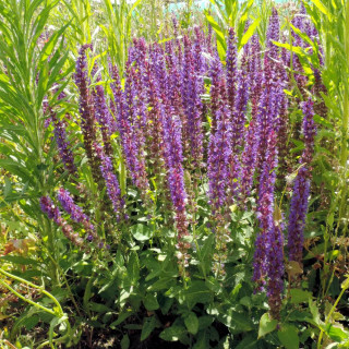 Plantes Vivaces SALVIA nemorosa 'Ostfriesland' - Sauge en vente - Pépinière Lepage .
