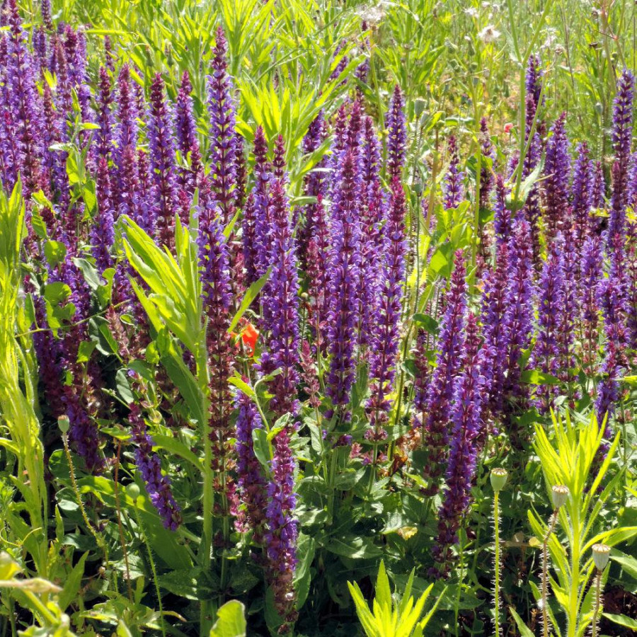 Plantes Vivaces SALVIA nemorosa 'Ostfriesland' - Sauge en vente - Pépinière Lepage .