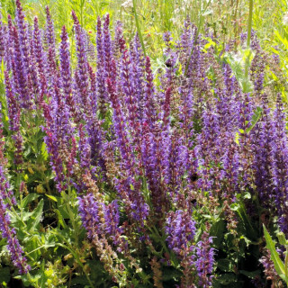 Plantes Vivaces SALVIA nemorosa 'Mainacht' - Sauge en vente - Pépinière Lepage .